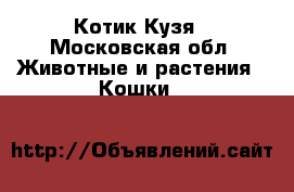 Котик Кузя - Московская обл. Животные и растения » Кошки   